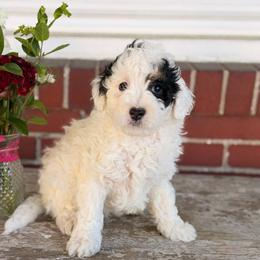 Patches - Black and white male Bernedoodle puppy in Denver, Pennsylvania from Redcay's Mini Bernedoodles