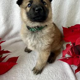 German Shepherd Puppies from Scenic City Shepherds