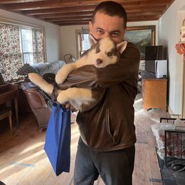 Pomsky and Siberian Husky Puppies from Osiris’s Siberians & Pomskies