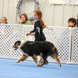 Gauge - Toy Australian Shepherd