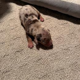 Penny - Dapple female Dachshund puppy in Birchtree, Missouri from Cruzan Dachshunds