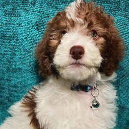 Labradoodles from Lots of Loving Doodles