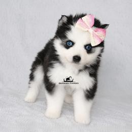 Oreo Blue Eyes - Black and white female Pomsky puppy in Stockton, Utah from Mischa Nelson