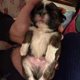 Saki - Brindle and white male Shih Tzu puppy in Lakeland, Florida from The Townsend Tzu