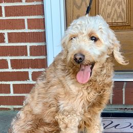Bali - Goldendoodle