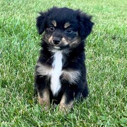 Miniature Australian Shepherd and Toy Australian Shepherd Puppies from Kickapoo Creek Toy & Mini Aussies