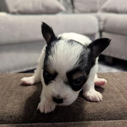 Lilly's AKC girl Daisy - White black and tan female Papillon puppy in Joshua, Texas from Summertime Kennels