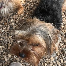 Yorkshire Terriers from Forest Yorkies