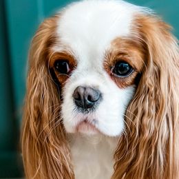 Cavalier King Charles Spaniels and Golden Retrievers from Emerald Grove Puppies