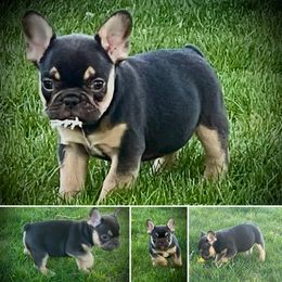 French Bulldog Puppies from Boise French Bulldogs