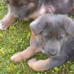 German Shepherd Puppies from Cobyco