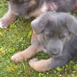 German Shepherd Puppies from Cobyco