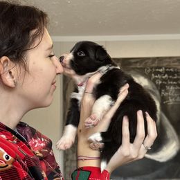 Australian Shepherd and Border Collie Puppies from Wiggles 4 Life