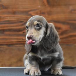Honor - Chocolate and cream female Dachshund puppy in Lowell, Indiana from DesForges Dachshunds.