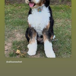 Bernedoodle, Bernese Mountain Dog, and Poodle Puppies from NJ Bernedoodles