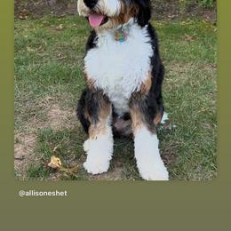Bernedoodle, Bernese Mountain Dog, and Poodle Puppies from NJ Bernedoodles