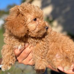 Wellington - Apricot male Poodle puppy in Chattanooga, Tennessee from Joyfull Pals