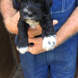 Miniature Schnauzer Puppies from Circle R Ranch