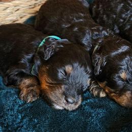 Azalea - Phantom female Bernedoodle puppy in Granton, Wisconsin from Rose River Farms