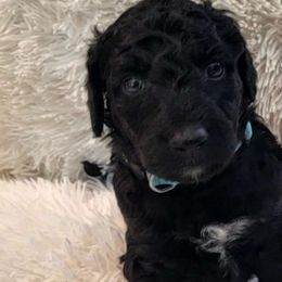 Cookie - Black Goldendoodle puppy in Sacramento, California from M&M G-Doods