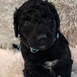 Cookie - Black Goldendoodle puppy in Sacramento, California from M&M G-Doods