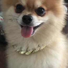 Angus - Pomeranian