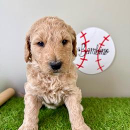 Bambino - Apricot male Labradoodle puppy in Adams, Nebraska from Boxcar Doodles and Poodles