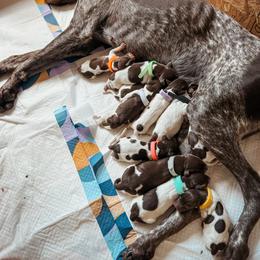 German Shorthaired Pointer Puppies from The W5 Ranch