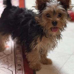 Raz - Black and tan male Yorkshire Terrier puppy in Lexington, North Carolina from Silver Valley Yorkies