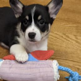 Pembroke Welsh Corgis from Natasha Bradford's Pembroke Welsh Corgis