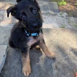 German Shepherd Puppies from Christina Vanada