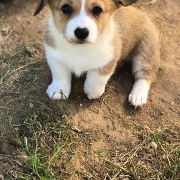 Pembroke Welsh Corgi Puppies from Lazy Z Corgi's