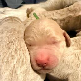 Boy 2 - Cream male Goldendoodle puppy in Puyallup, Washington from Dawnie’s Doodles