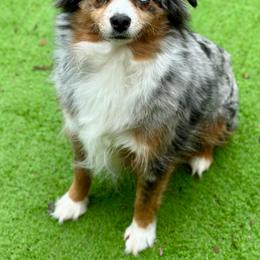 Cheyenne - Toy Australian Shepherd