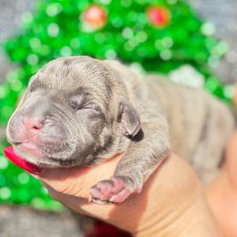 Alfalfa-black - Brindle male Companion Cross puppy in Calimesa, California from BoujeePoodlesofsocal
