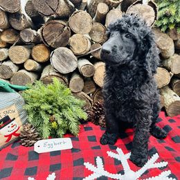 Eggbert - Black Poodle puppy in North Carolina from The Silver Collar