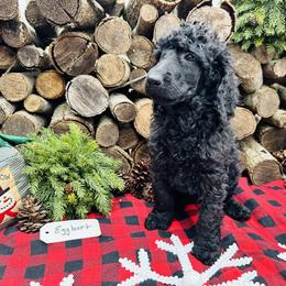Eggbert - Black Poodle puppy in North Carolina from The Silver Collar