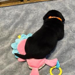 Idaho ( Tentatively Heidy) - Black male Labrador Retriever puppy in Greensburg, Kentucky from Paws Farm Retrievers