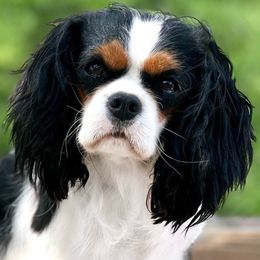 Journey - Cavalier King Charles Spaniel