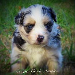 Miniature Australian Shepherd and Toy Australian Shepherd Puppies from Cooper Creek Aussies