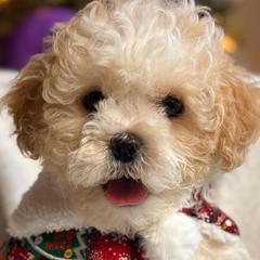 Shichons from Breeder