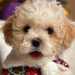 Shichons from Breeder