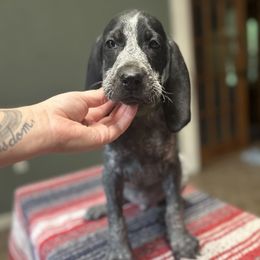 Lincoln - Blue ticked male Bluetick Coonhound puppy in Ocklawaha, Florida from Lone River Blueticks