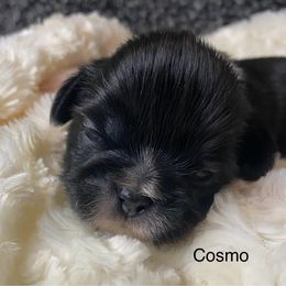Cosmo - Black and white male Shih Tzu puppy in Riverside, California from AKC Shih Tzu of California