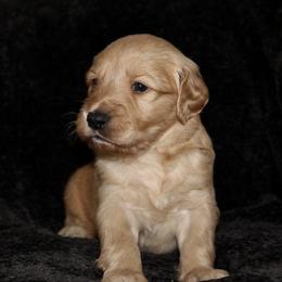 Goldendoodle Puppies from Silver Barn Doodles