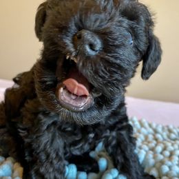 Miniature Schnauzer Puppies from Laurel Crown Schnauzers