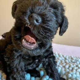 Miniature Schnauzer Puppies from Laurel Crown Schnauzers