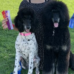 Poodle All Grown Up from Precisely Poodles