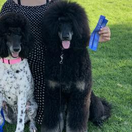 Poodle All Grown Up from Precisely Poodles