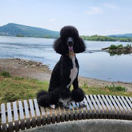 Leo - Poodle